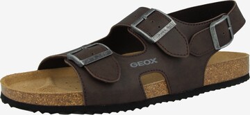 GEOX Sandale in Braun: front