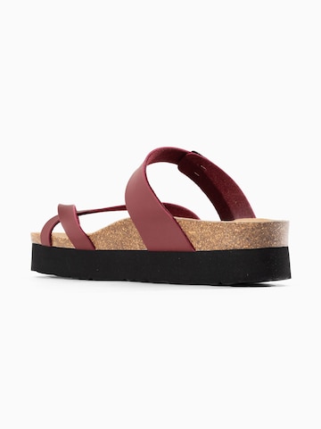 Bayton Muiltjes 'Andromac' in Rood
