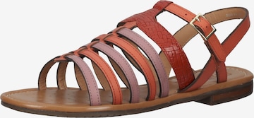 GEOX Sandalen met riem in Gemengde kleuren: voorkant