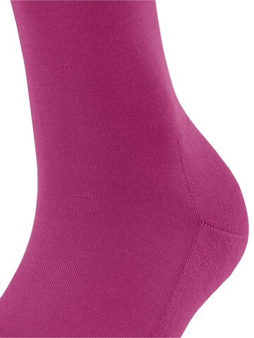 FALKE Knee High Socks 'ClimaWool' in Purple