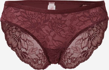 TRIUMPH Panty 'Amourette Charm' in Brown: front