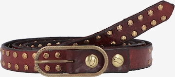 Ceinture Campomaggi en marron : devant