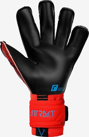 REUSCH Athletic Gloves 'Attrakt Gold X Evolution Cut' in Red