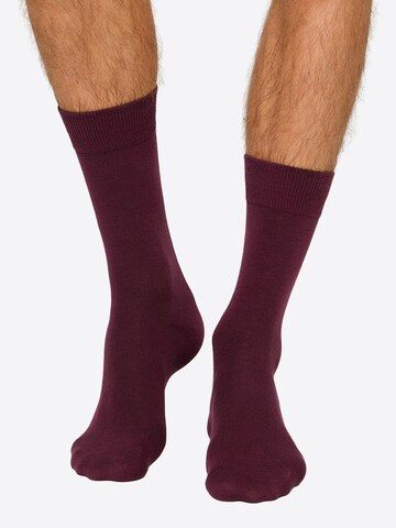 Nur Die Basicsocken ' Baumwolle Business Pack ' in Blau: Vorderseite