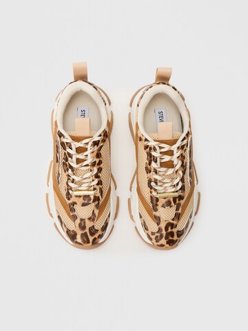 STEVE MADDEN Nizke superge 'POSSESSION-E' | rjava barva