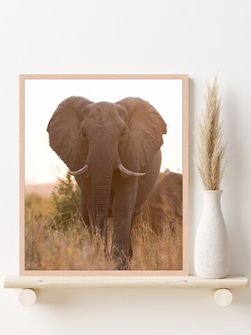 Liv Corday Image 'Safari' in Brown