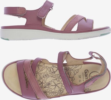 Ganter Sandals & High-Heeled Sandals in 37 in Pink: front