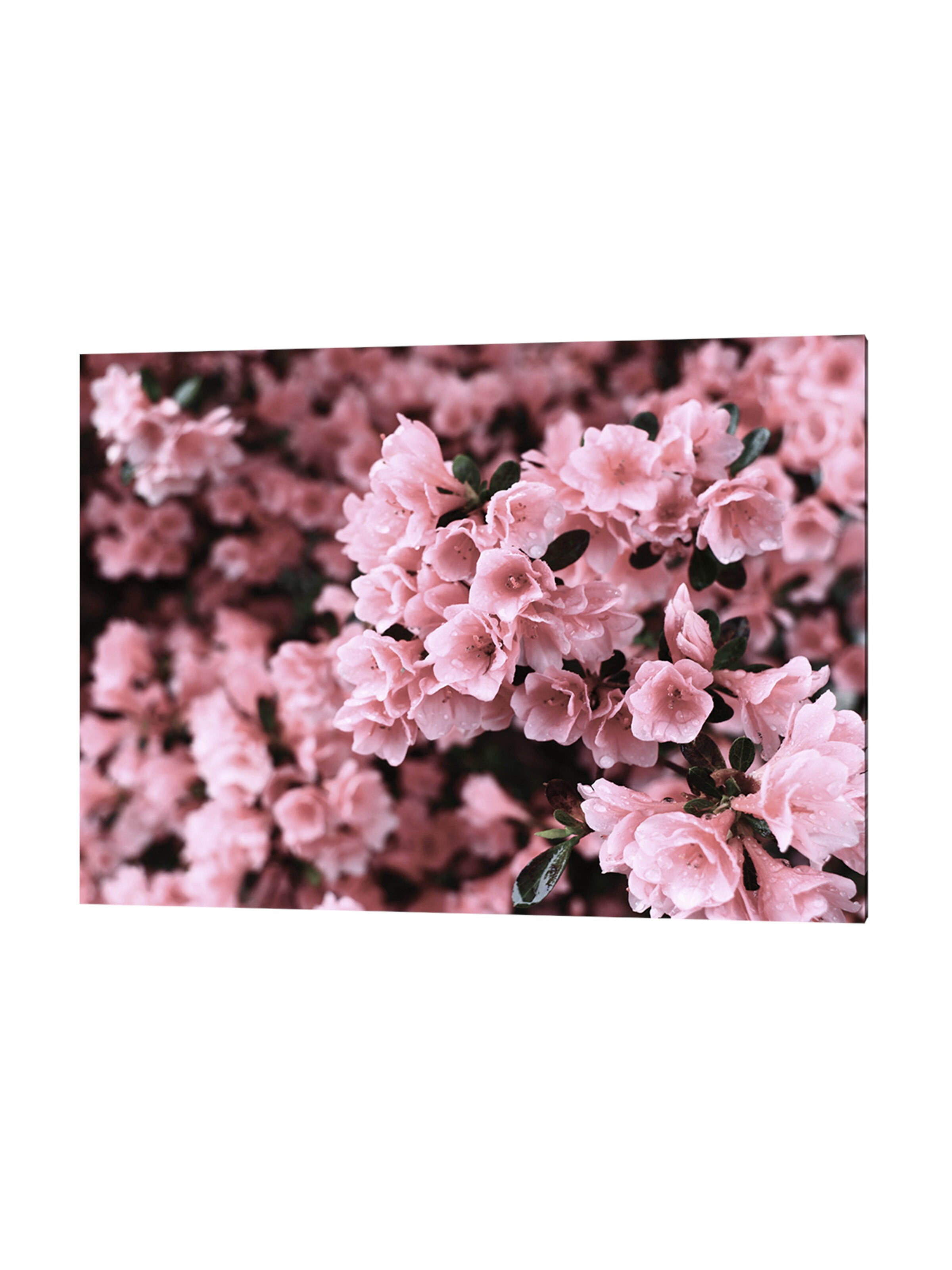 Liv Corday Image 'Azalea' in Pink: front