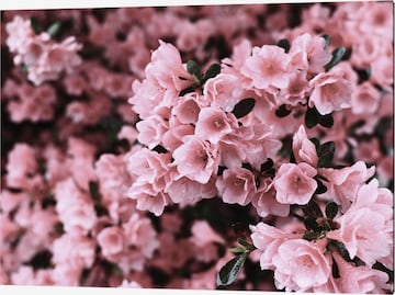 Liv Corday Image 'Azalea' in Pink: front