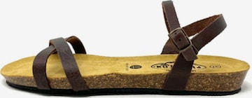 Plakton Sandals 'Fran Date' in Brown: front