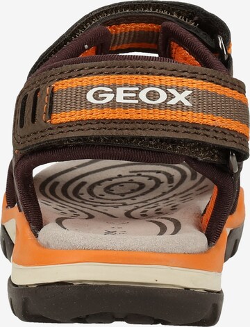 GEOX Sandals 'Borealis B. D' in Brown