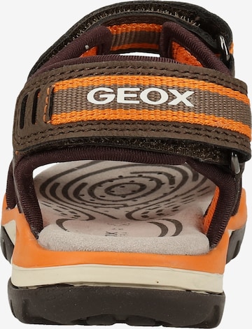 Sandalo 'Borealis B. D' di GEOX in marrone