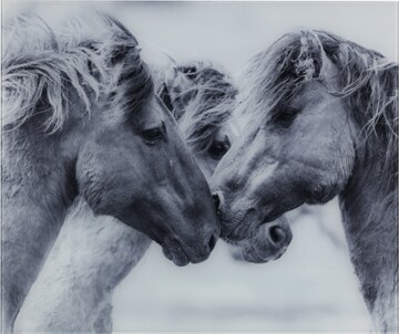 Wenko Bild 'Horses' in Grau: predná strana