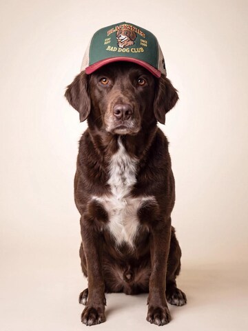 Blackskies Cap 'Trucker Cap' in Green
