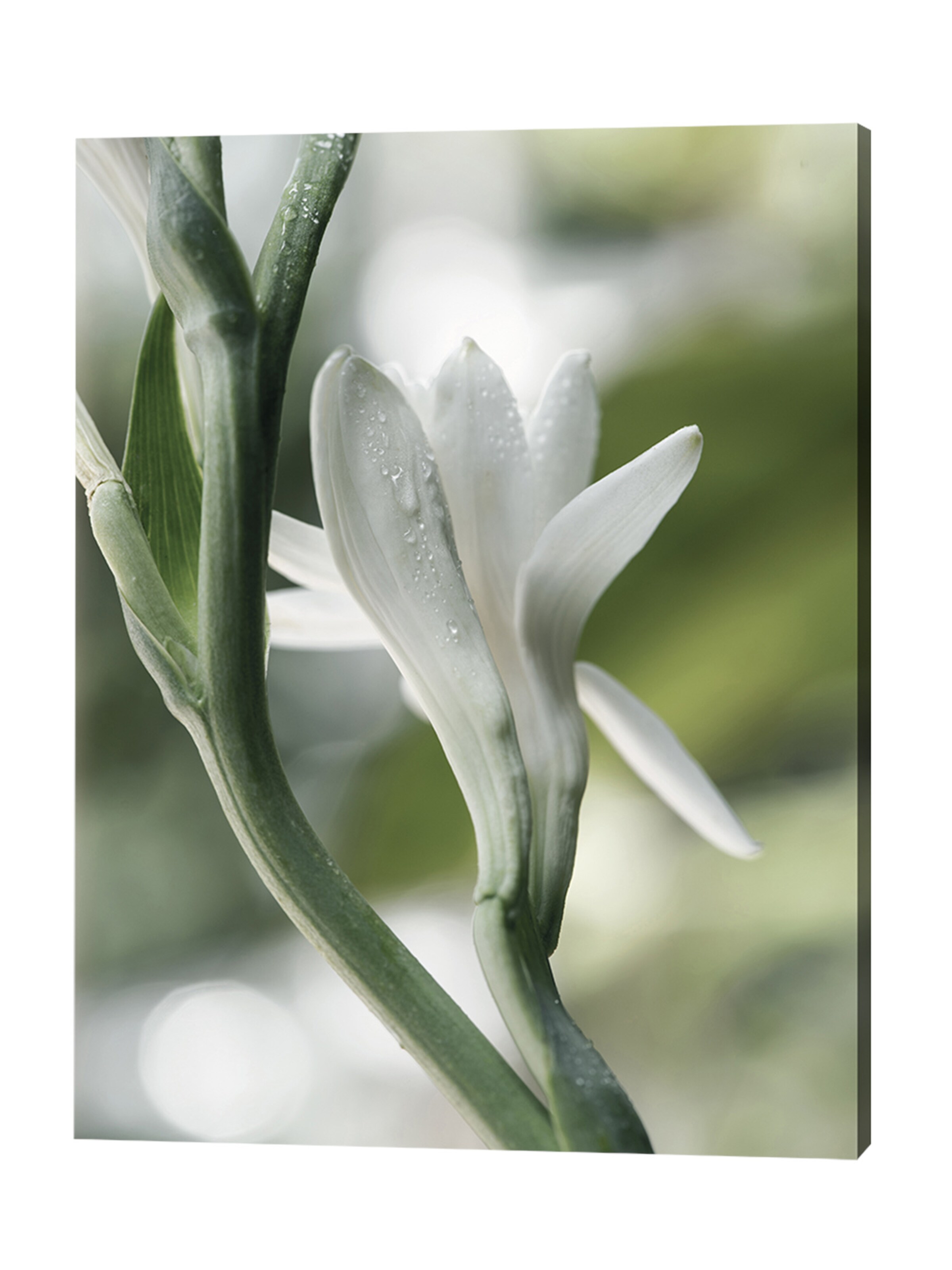 Liv Corday Image 'Polianthes Tuberosa' in White: front