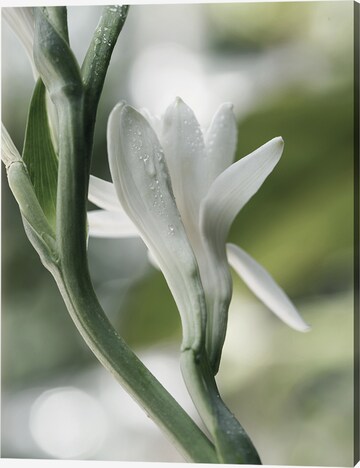 Liv Corday Image 'Polianthes Tuberosa' in White: front
