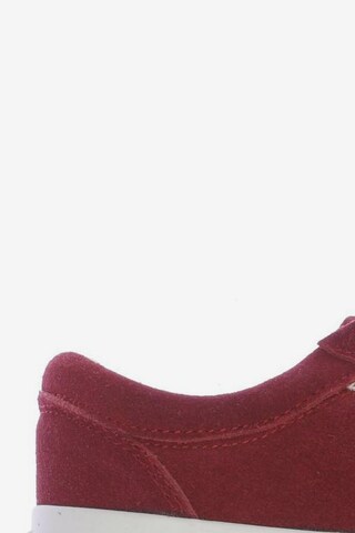 BRITISH KNIGHTS Sneaker 38 in Rot