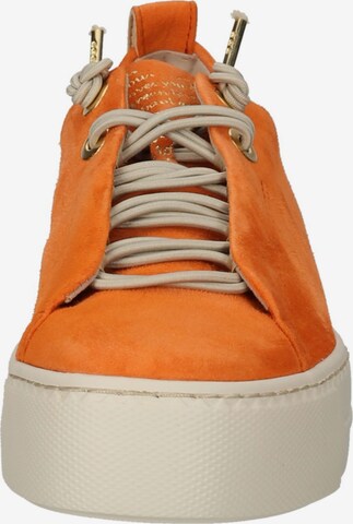 Paul Green Låg sneaker 'Mastercalf' i orange