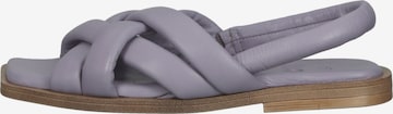 ILC Sandals in Purple