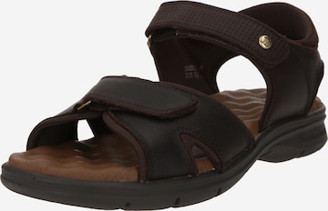 PANAMA JACK Sandaalit 'Sanders' värissä ruskea: etupuoli