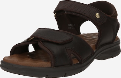 PANAMA JACK Sandale 'Sanders' u tamno smeđa / zlatna, Pregled proizvoda