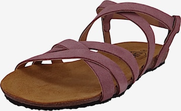 Sandales Plakton en violet : devant