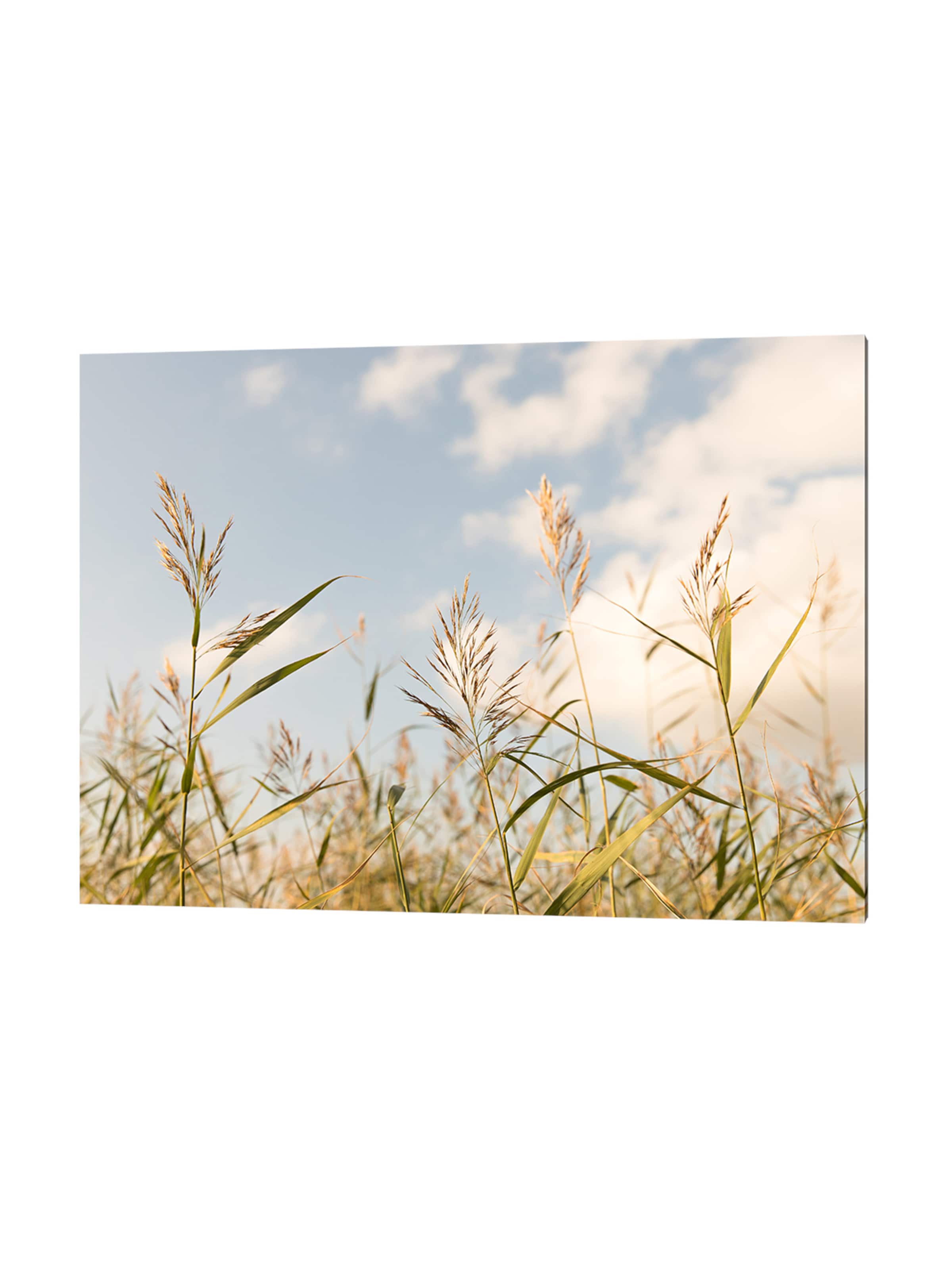 Liv Corday Image 'Beach Grass' in Grey: front