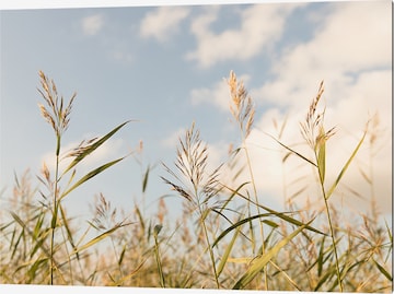 Liv Corday Bild 'Beach Grass' in Grau: predná strana