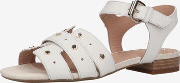 GEOX Sandals in White: front