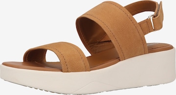 GEOX Sandalen met riem in Bruin: voorkant