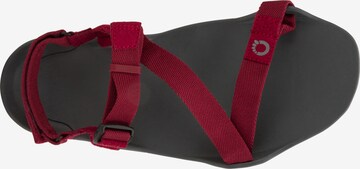 Xero Shoes Sandale 'Z-Trek' in Rot