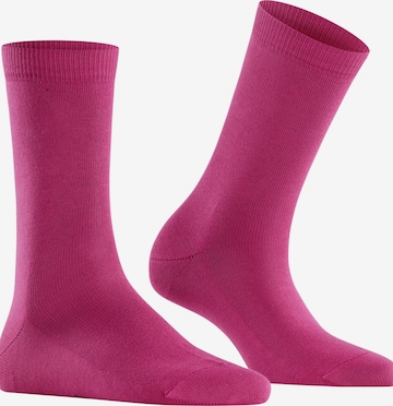 FALKE Socks 'Family' in Purple: front