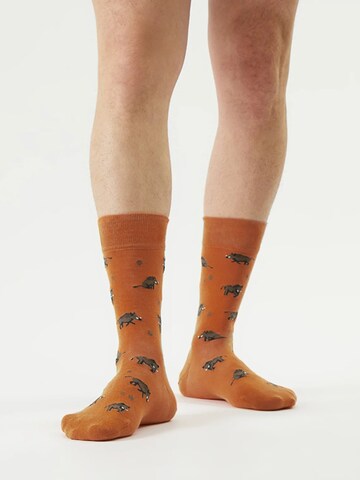 Von Jungfeld Socks 'Eber Icon' in Orange