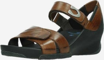 Wolky Sandals in Brown: front