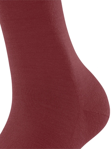 FALKE Kniestrümpfe 'Softmerino'‌‌‌‌‌‌ in Braun