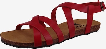Sandales à lanières Plakton en rouge : devant