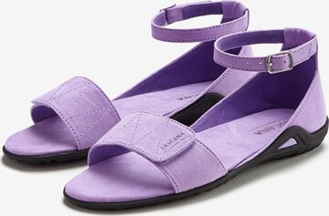 LASCANA Sandali | vijolična barva