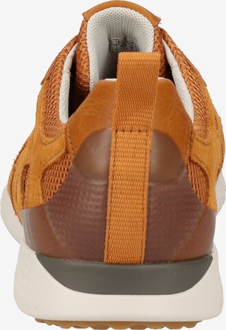 GEOX Sneakers in Brown