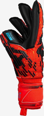 REUSCH Athletic Gloves 'Attrakt Freegel Gold Evolution Cut' in Red