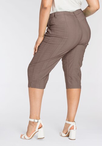 KjBRAND Regular Pants in Brown