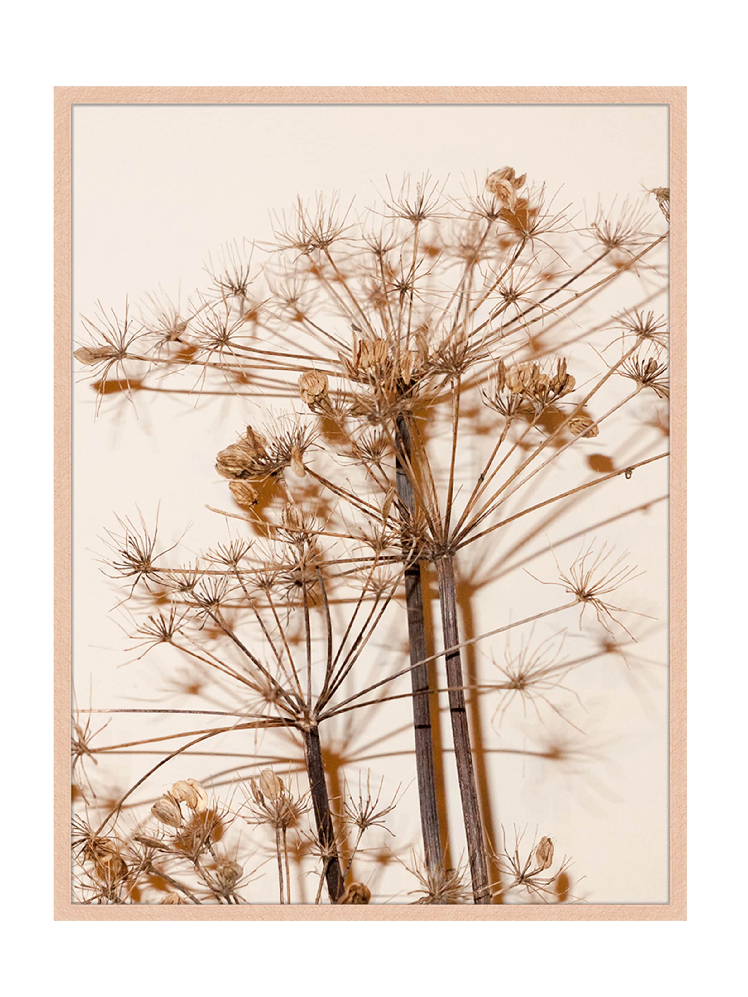 Liv Corday Image 'Dead Plant' in Brown: front