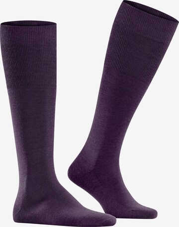 FALKE Knee High Socks 'Airport' in Purple: front