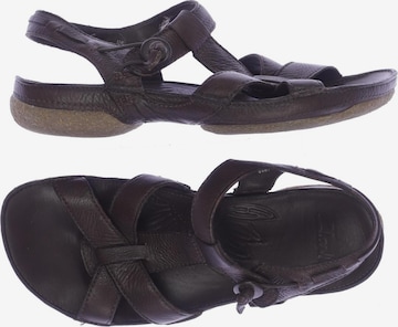 CLARKS Sandals & High-Heeled Sandals in 38 in Brown: front