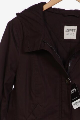 ESPRIT Jacket & Coat in L in Brown