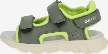 Chaussures ouvertes GEOX en vert