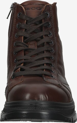 IGI&CO Lace-Up Shoes in Brown