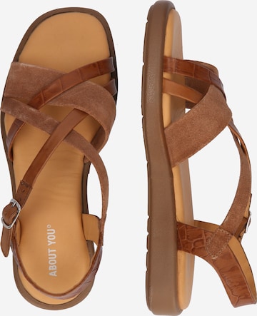 ABOUT YOU Strap Sandals 'Adriana' in Brown