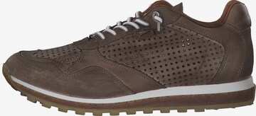 Cetti Sneakers 'C848 S M' in Brown