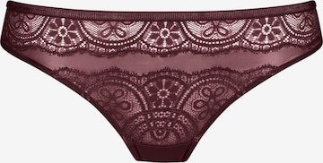 Mey Panty in Purple: front
