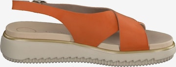 Paul Green Strap Sandals in Orange